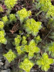 Cruciata