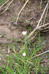 Sabulina biebersteinii