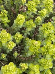 Cruciata