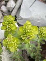Cruciata