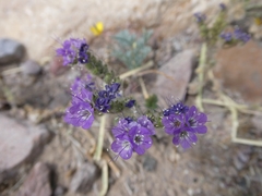 Phacelia crenulata minutiflora