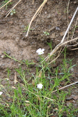 Sabulina biebersteinii