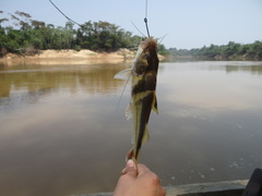 Pimelodus ornatus