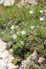 Sabulina biebersteinii