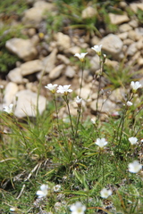 Sabulina biebersteinii