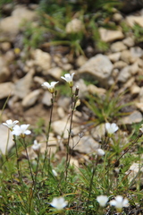 Sabulina biebersteinii