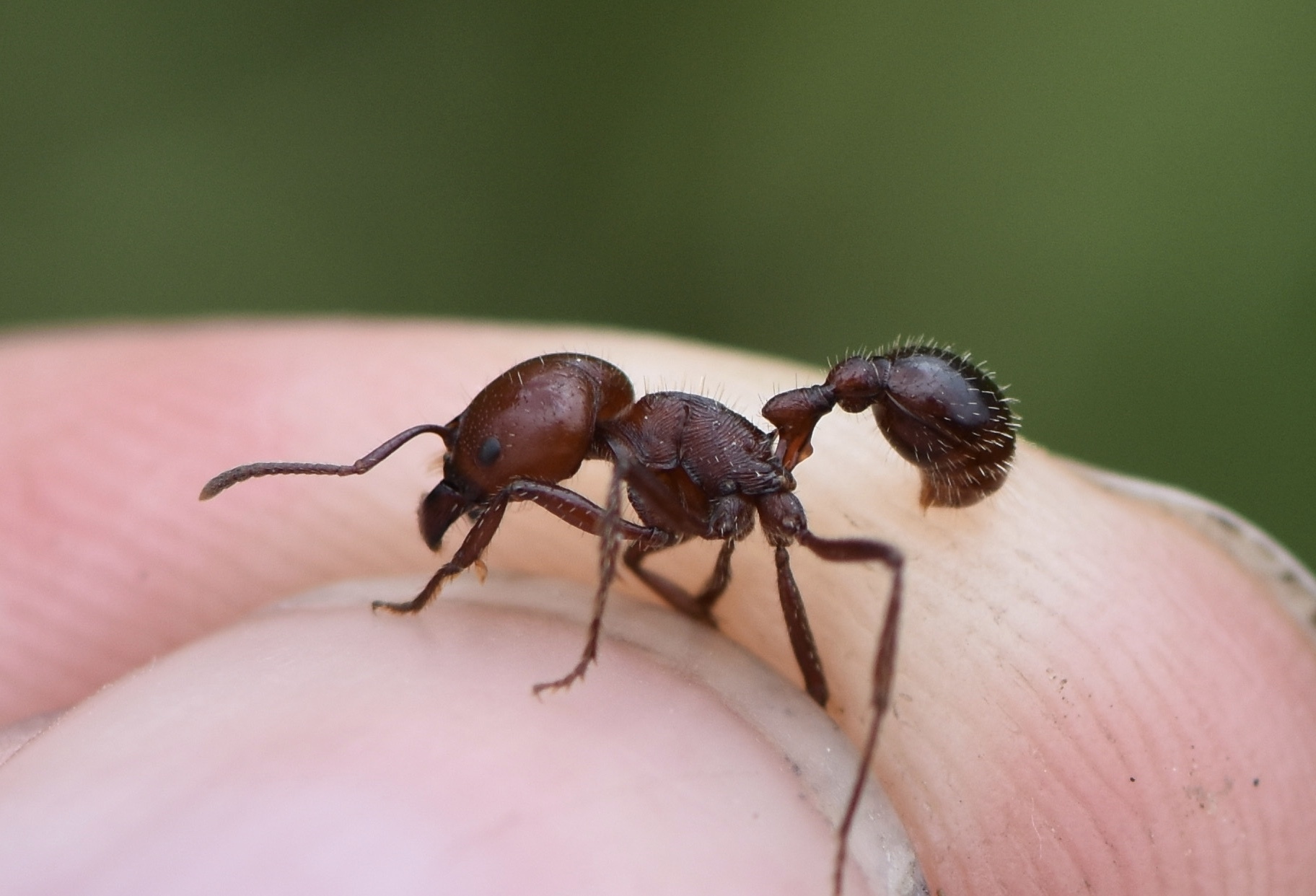 Pogonomyrmex coarctatus