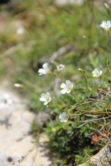 Sabulina biebersteinii