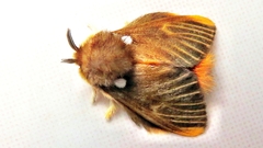 Megalopyge basalis