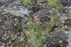 Cherleria circassica