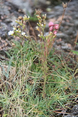 Cherleria circassica