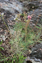 Cherleria circassica