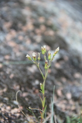 Cherleria circassica
