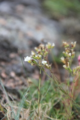 Cherleria circassica