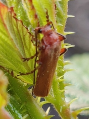 Cantharis antennalis