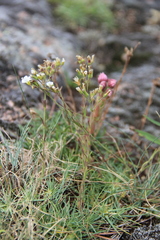 Cherleria circassica