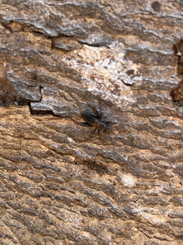 Wood cricket