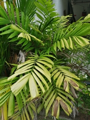 Pinanga