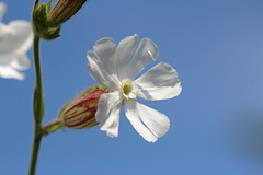 Silene latifolia