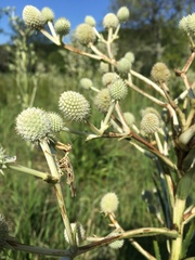 Paramantispa decorata