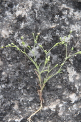 Sabulina tenuifolia