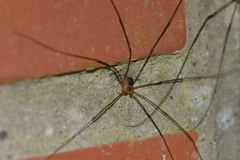 Amilenus aurantiacus