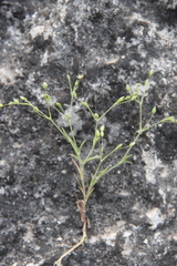 Sabulina tenuifolia