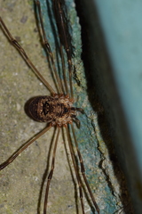 Amilenus aurantiacus