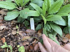 Salvia pentstemonoides