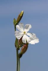 Silene latifolia