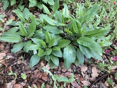 Salvia pentstemonoides