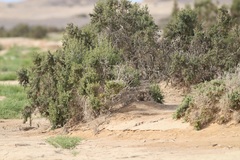 Tamarix amplexicaulis