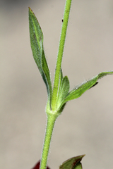 Silene latifolia
