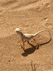 Phrynocephalus arabicus