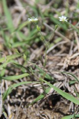 Sabulina tenuifolia