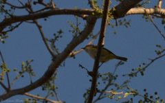 Vireo plumbeus montanus