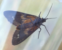 Dysauxes punctata