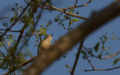 Vireo plumbeus montanus