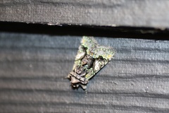 Behrensia conchiformis