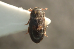 Biphyllus lunatus