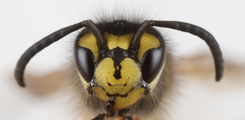 German Yellowjacket photo 6
