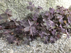 Oxalis corniculata