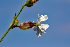 Silene latifolia
