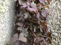 Oxalis corniculata