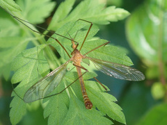 Lunatipula