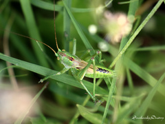 Tettigonia
