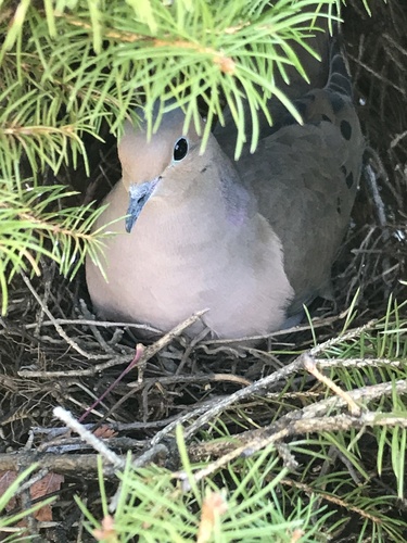 Mourning Dove photographed in New York