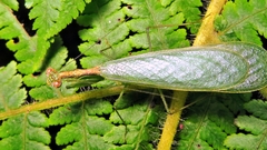 Chloromiopteryx