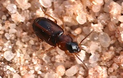 Acupalpus flavicollis