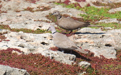 Streptopelia decaocto